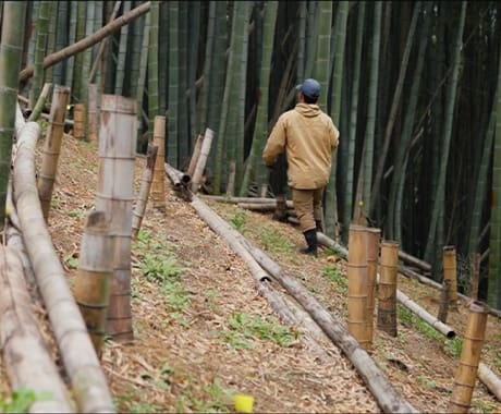 手間を惜しまない竹林管理