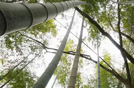 放任竹林の課題解決への取り組み